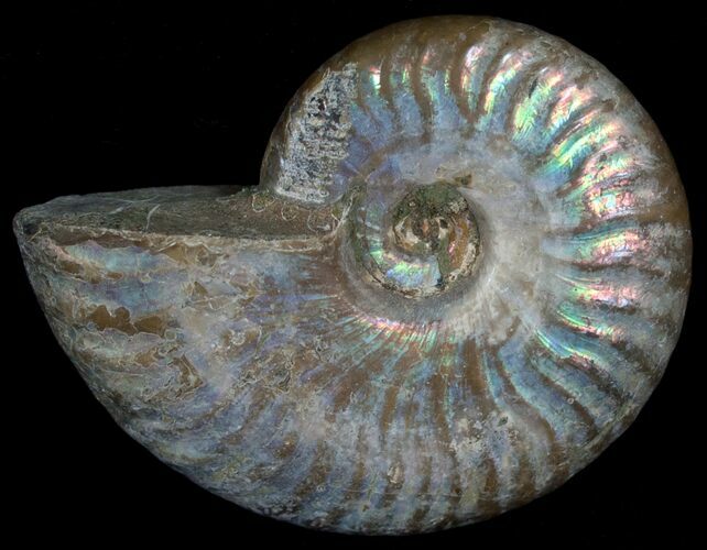 Silver Iridescent Ammonite - Madagascar #6856